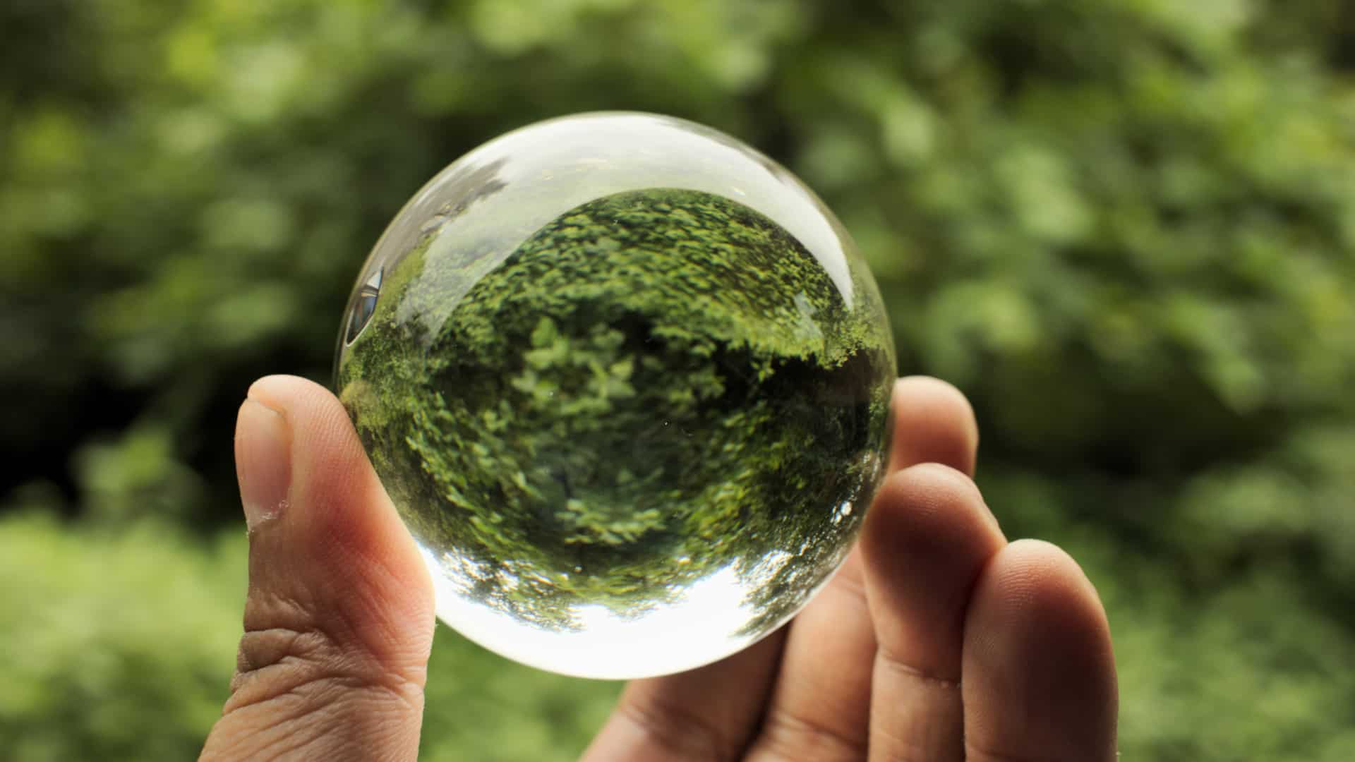 Person holding clear ball with green tree reflecting